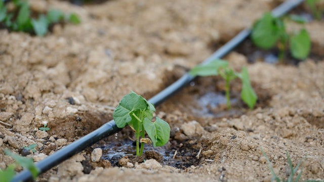drip-irrigation.jpg 