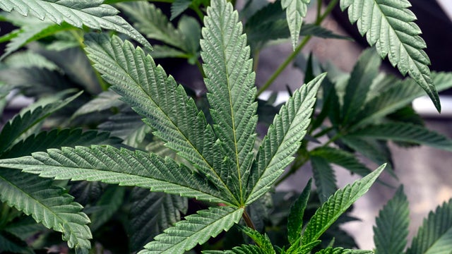 Cannabis Industry Death 