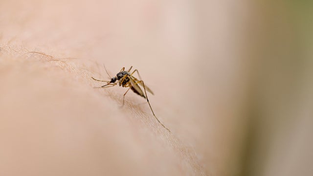 Biting mosquito 