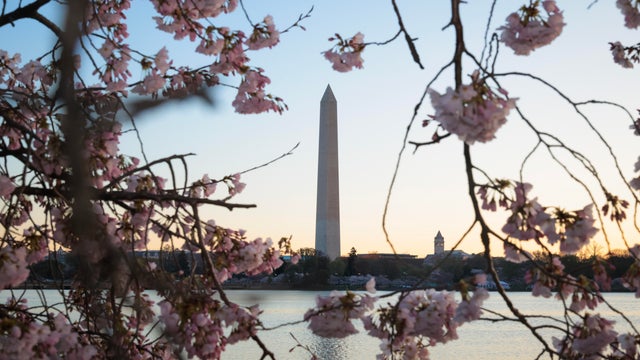 dc-cherry-blossoms 