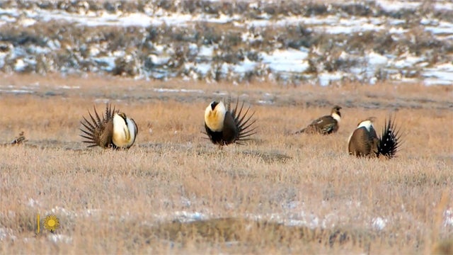 nature-grouse-1920.jpg 